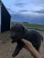 Sylvia , a female Newfoundland for sale in Carr, CO – 1 of 5