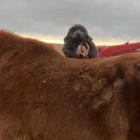 Japeth, a male Newfoundland for sale in Carr, CO – Photo 1 of 4