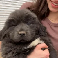 Japeth, a male Newfoundland for sale in Carr, CO – Photo 2 of 4