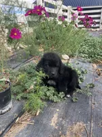 Toby , a male Newfoundland for sale in Carr, CO – 3 of 9