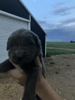 Sylvia , a female Newfoundland for sale in Carr, CO – 2 of 5