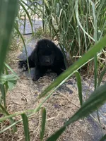 Toby , a male Newfoundland for sale in Carr, CO – 2 of 9