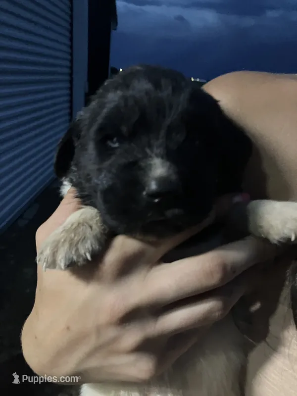 Timmy – Newfoundland puppy for sale in Carr, CO