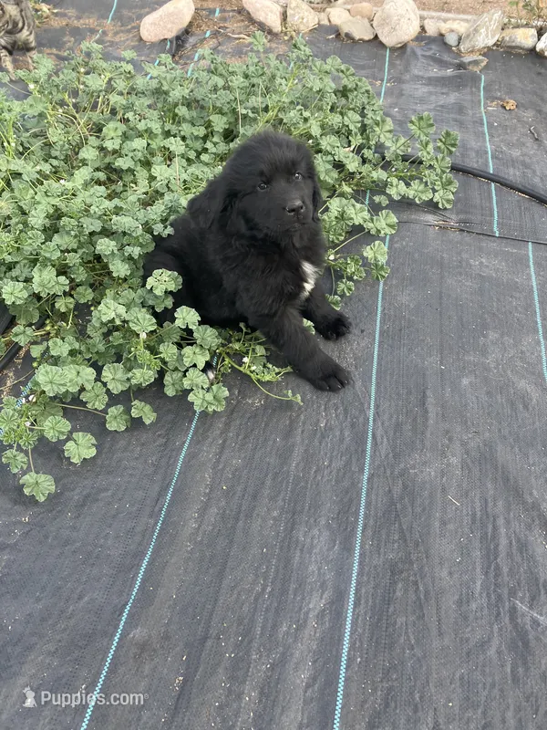 Erin – Newfoundland puppy for sale in Carr, CO