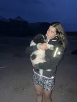 Benny, a male Newfoundland for sale in Carr, CO – 9 of 9