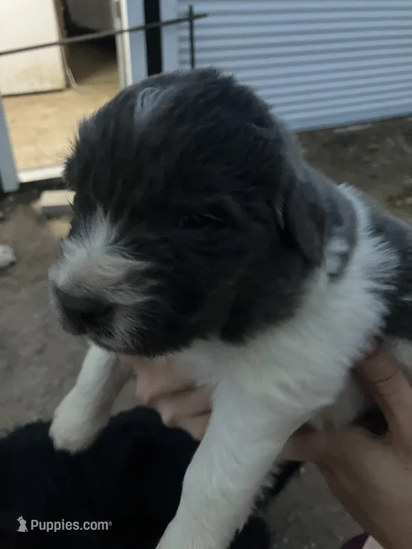 Bear – Newfoundland puppy for sale in Carr, CO
