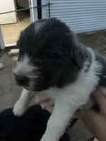 Bear, a male Newfoundland for sale in Carr, CO – 1 of 6