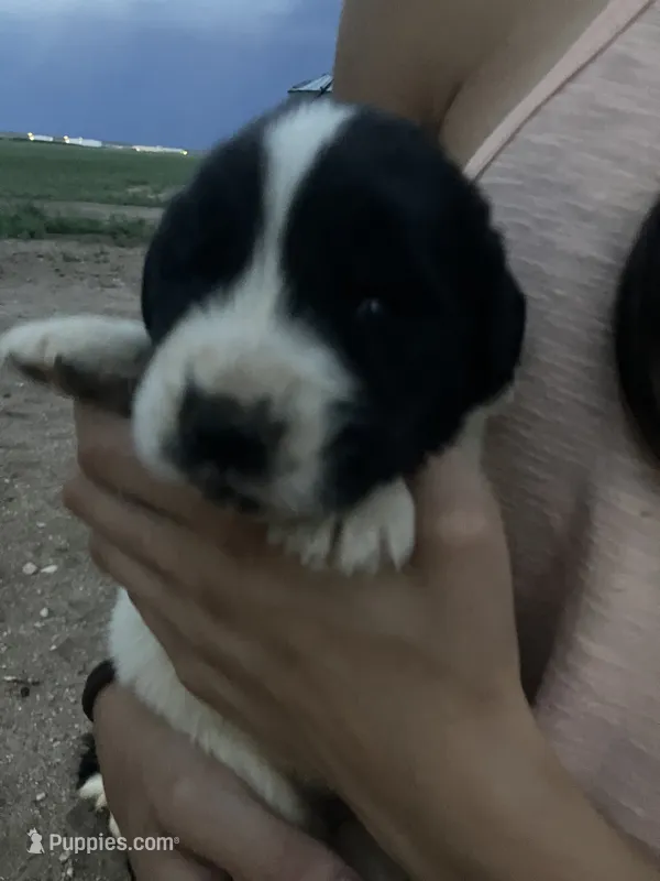 Annabelle  – Newfoundland puppy for sale in Carr, CO