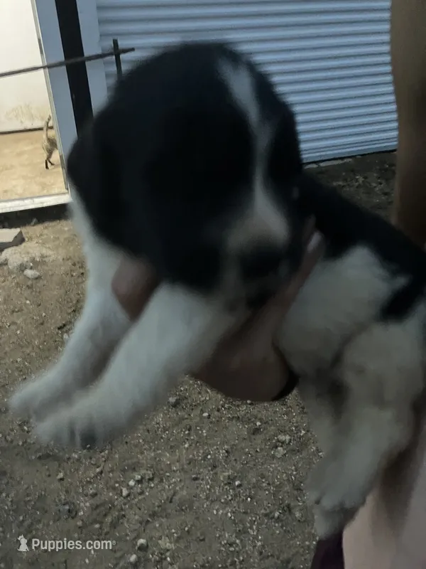 Bobby – Newfoundland puppy for sale in Carr, CO