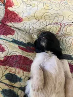 Timmy, a male Newfoundland for sale in Carr, CO – 2 of 5
