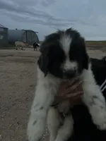 Teddy, a male Newfoundland for sale in Carr, CO – 7 of 10