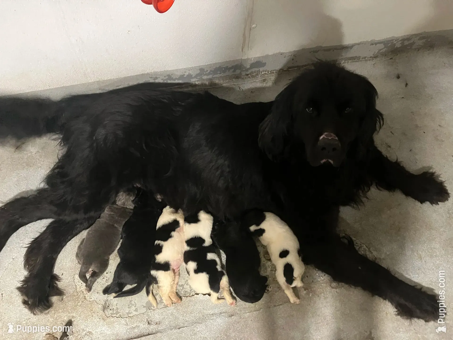 Erin, a female Newfoundland for sale in Carr, CO – 6 of 7
