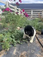 Timmy, a male Newfoundland for sale in Carr, CO – 2 of 8