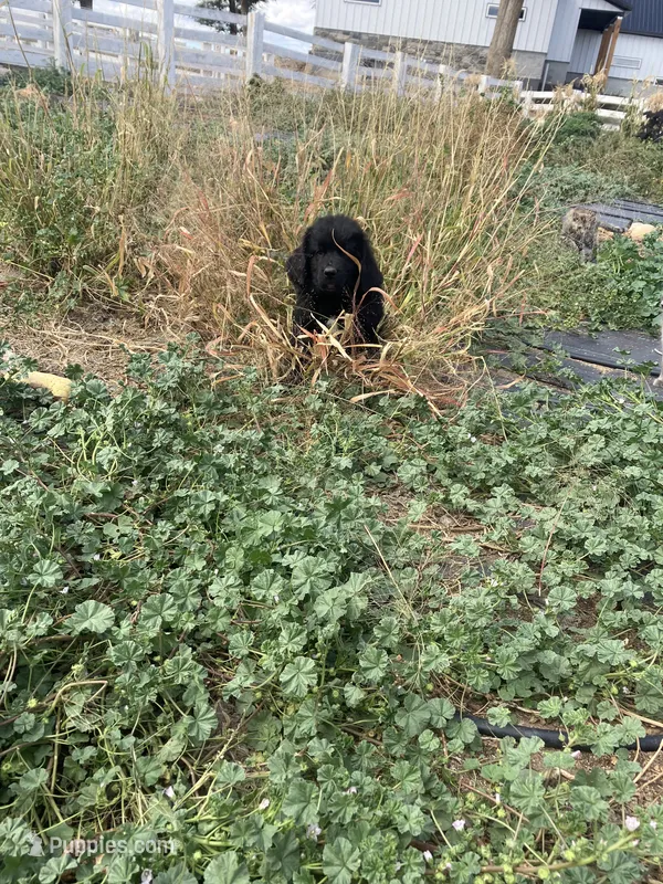 Tony  – Newfoundland puppy for sale in Carr, CO