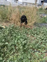 Tony , a male Newfoundland for sale in Carr, CO – 1 of 8