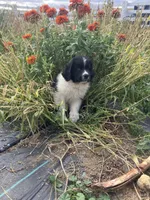 Bobby, a male Newfoundland for sale in Carr, CO – 2 of 10