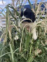 Annabelle , a female Newfoundland for sale in Carr, CO – 2 of 7