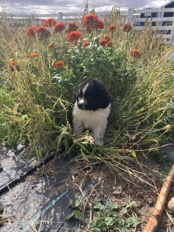 Benny – Newfoundland puppy for sale in Carr, CO
