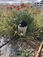Benny, a male Newfoundland for sale in Carr, CO – 1 of 9