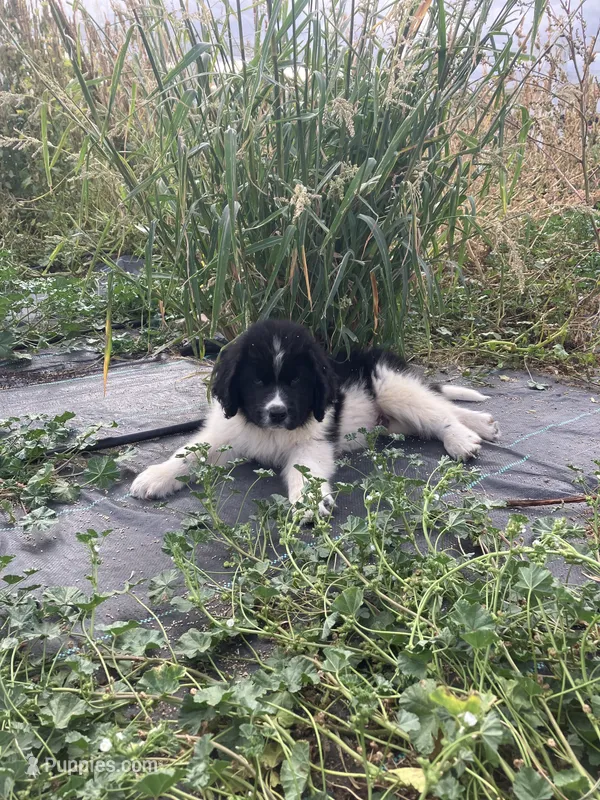 Bobby – Newfoundland puppy for sale in Carr, CO