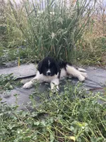 Bobby, a male Newfoundland for sale in Carr, CO – 1 of 10