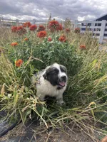Teddy, a male Newfoundland for sale in Carr, CO – 3 of 10