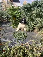 Benny, a male Newfoundland for sale in Carr, CO – 3 of 9