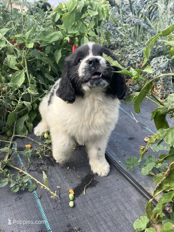 Annabelle  – Newfoundland puppy for sale in Carr, CO