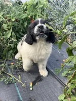 Annabelle , a female Newfoundland for sale in Carr, CO – 1 of 7