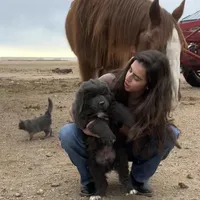 Ham, a male Newfoundland for sale in Carr, CO – Photo 1 of 4