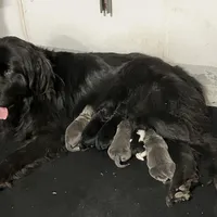 Ham, a male Newfoundland for sale in Carr, CO – Photo 3 of 4