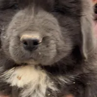 Ham, a male Newfoundland for sale in Carr, CO – Photo 2 of 4