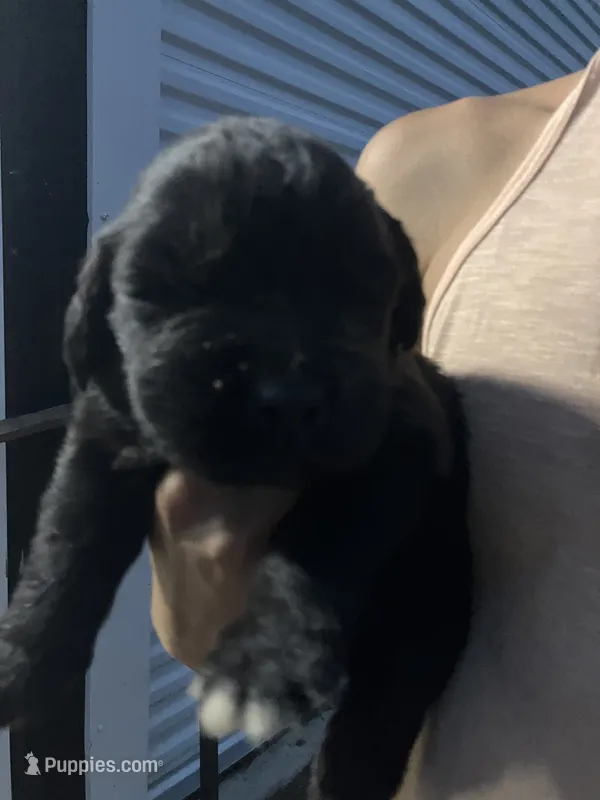 Toby  – Newfoundland puppy for sale in Carr, CO
