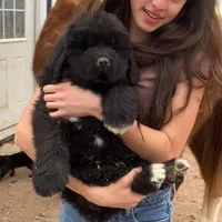 Shem, a male Newfoundland for sale in Carr, CO – Photo 2 of 4