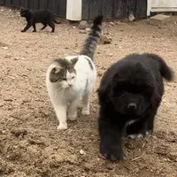 Shem, a male Newfoundland for sale in Carr, CO – Photo 1 of 4
