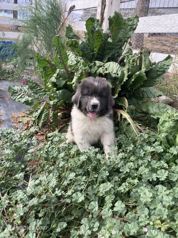 Bear – Newfoundland puppy for sale in Carr, CO