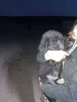 Toby , a male Newfoundland for sale in Carr, CO – 9 of 9