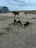 Timmy, a male Newfoundland for sale in Carr, CO – 4 of 8