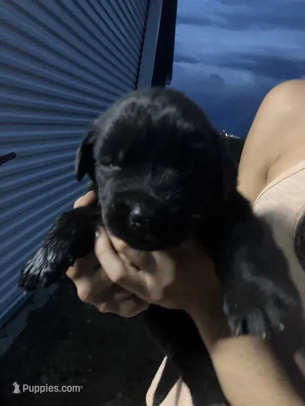 Erin – Newfoundland puppy for sale in Carr, CO