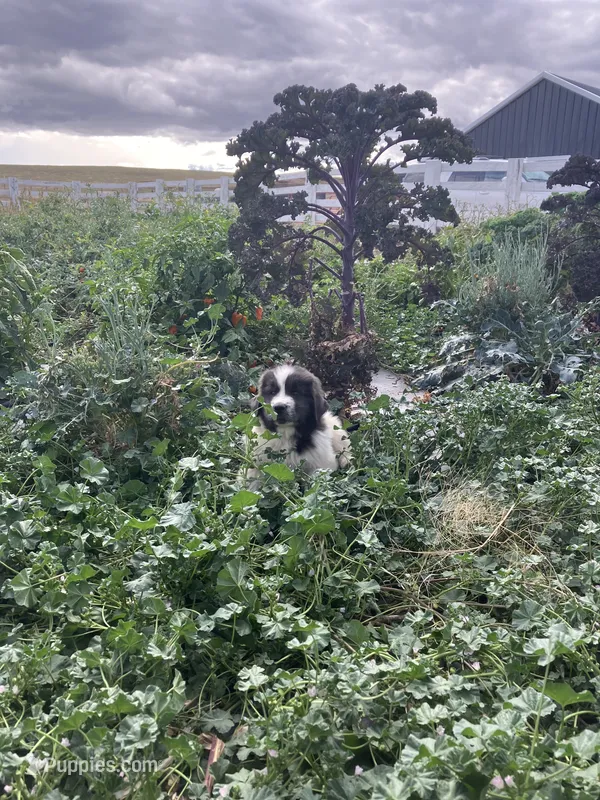 Teddy – Newfoundland puppy for sale in Carr, CO