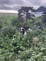Teddy, a male Newfoundland for sale in Carr, CO – 1 of 10