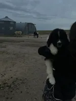 Bobby, a male Newfoundland for sale in Carr, CO – 6 of 10