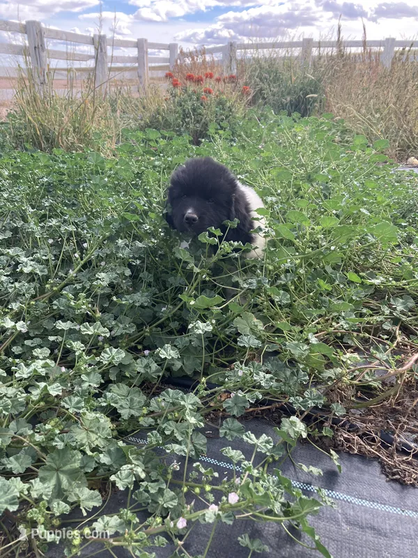 Timmy – Newfoundland puppy for sale in Carr, CO