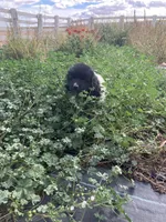 Timmy, a male Newfoundland for sale in Carr, CO – 1 of 8