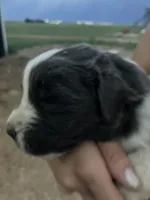 Teddy, a male Newfoundland for sale in Carr, CO – 2 of 6