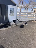 Junko, a male Newfoundland for sale in Carr, CO – Photo 4 of 4