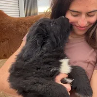Junko, a male Newfoundland for sale in Carr, CO – Photo 1 of 4
