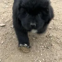 Junko, a male Newfoundland for sale in Carr, CO – Photo 2 of 4
