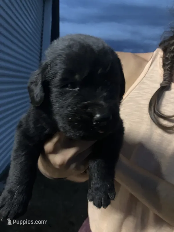 Tony  – Newfoundland puppy for sale in Carr, CO