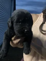 Tony , a male Newfoundland for sale in Carr, CO – 1 of 4
